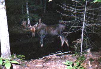 moose2.jpg