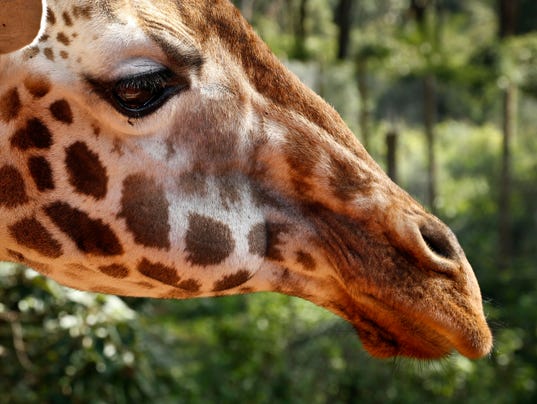636167495563212838-AP-Kenya-Disappearing-Giraffes.jpg