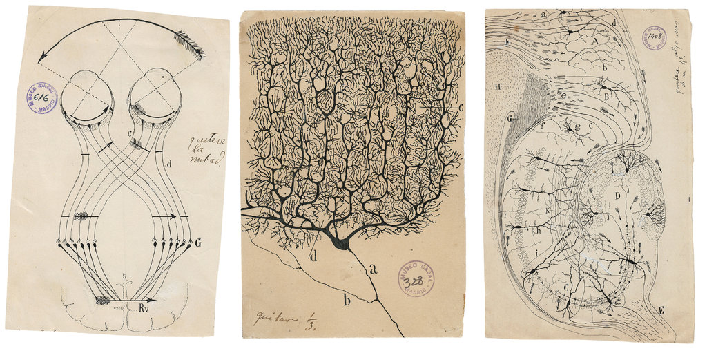 cajal-comp-jumbo.jpg