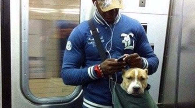 nyc-subway-dogs.jpg