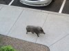 Javelina.jpg