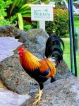Waiohai-rooster.jpg