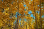 Aspens.jpg