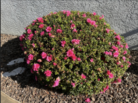 Screenshot 2026-01-24 at 1.11.05 PM.png