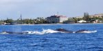 whales-near-shore.jpg