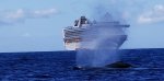 blow-cruise-ship.jpg