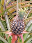 pineapple-kona.jpg