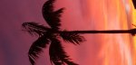 sunset-palm.jpg