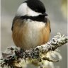 Chickadee