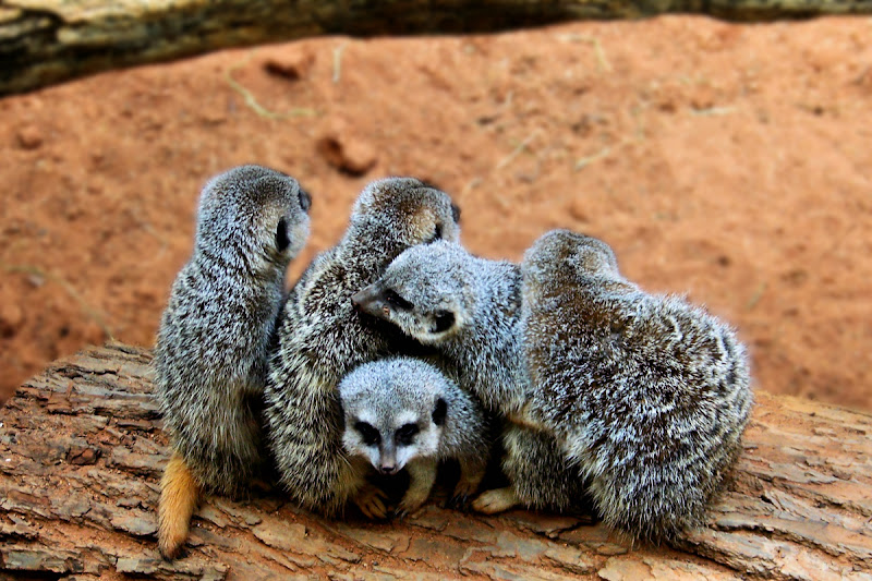 100_6628-meerkats.jpg