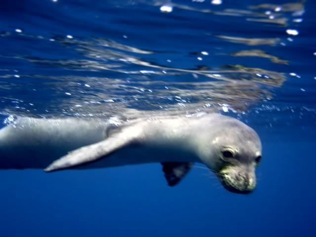 seal5.jpg