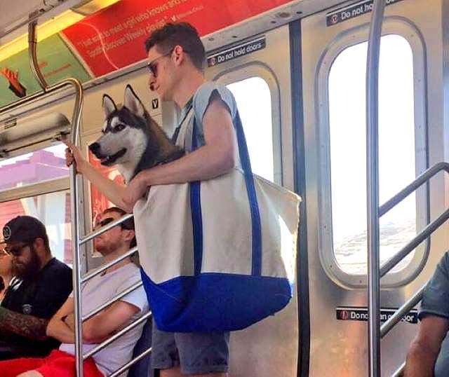 7.22.16-Husky-in-a-bag3.jpg