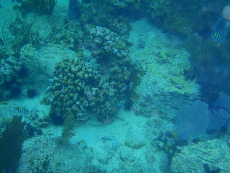 StJohn2009462.jpg