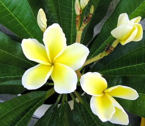 plumeria2.jpg