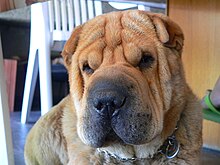 220px-Sushisharpei.jpg