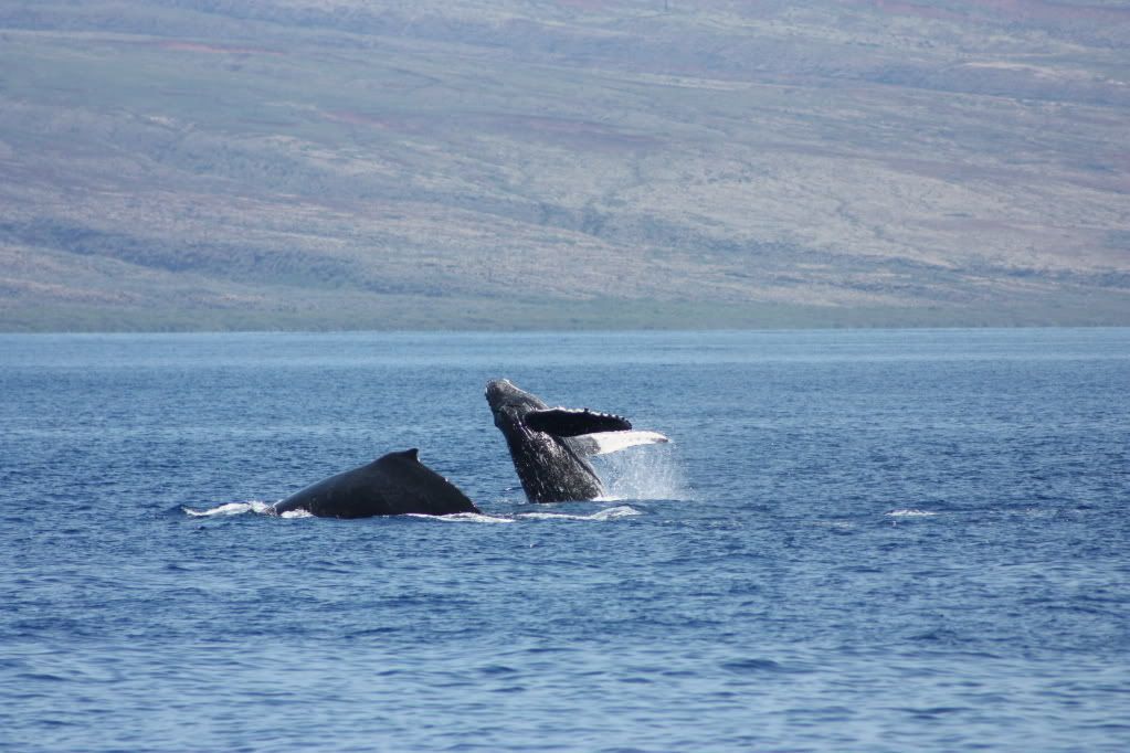 Hawaii_Cruise0422-1.jpg