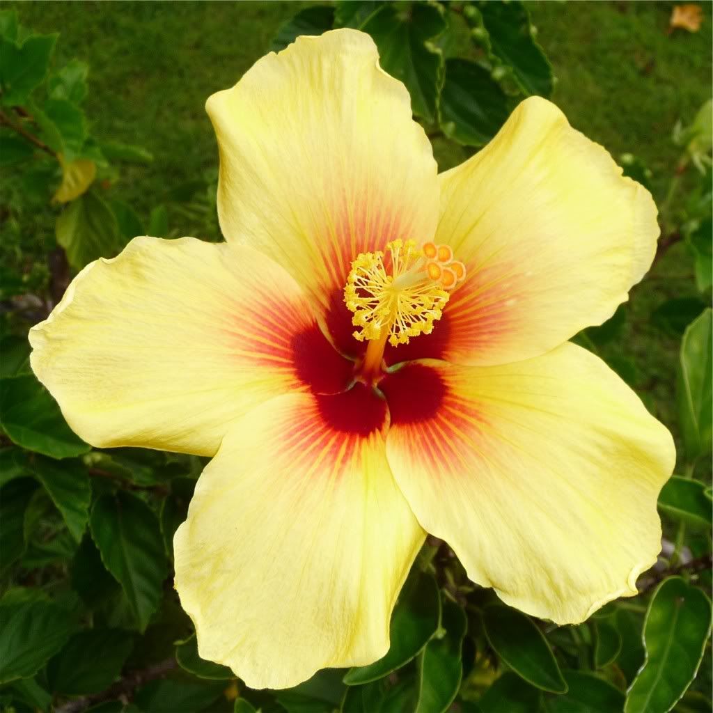 kauai_hibiscus.jpg