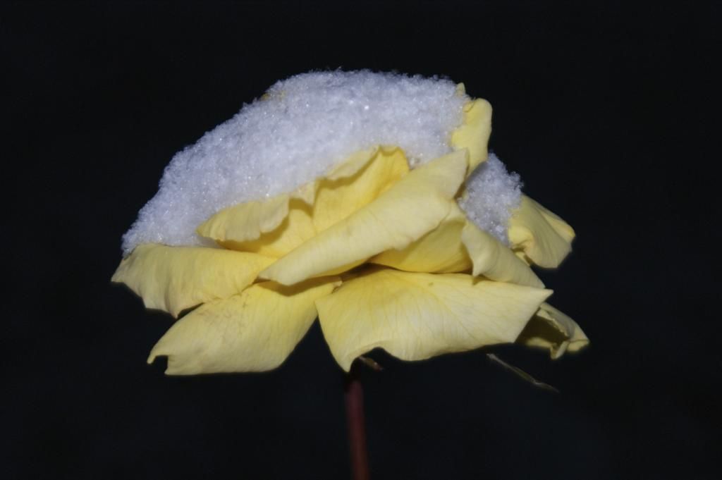DSC07603.jpg