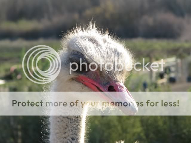 Ostrich.jpg