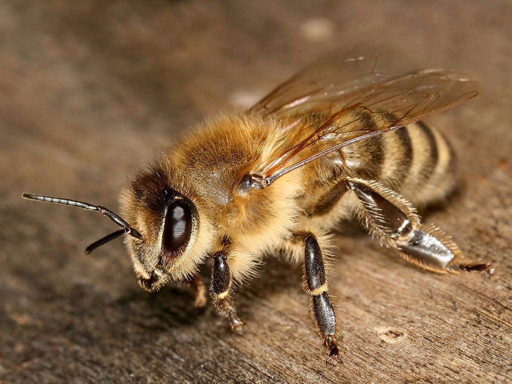 apis_mellifera_carnica_worker_hive_entrance_3.jpg