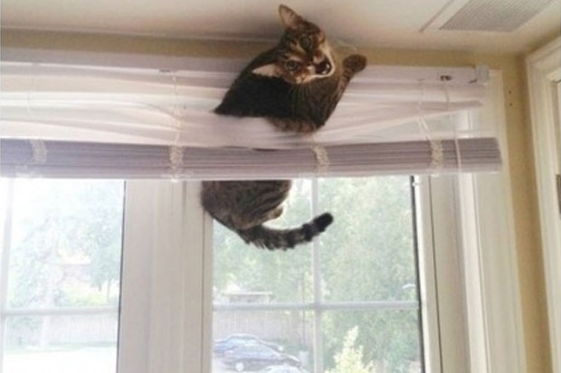 cat-in-curtain-blinds-panic.jpg