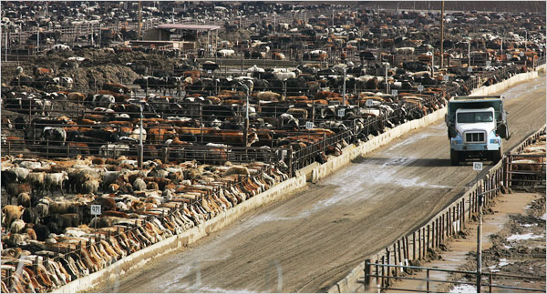 cow-feed-lot.jpg