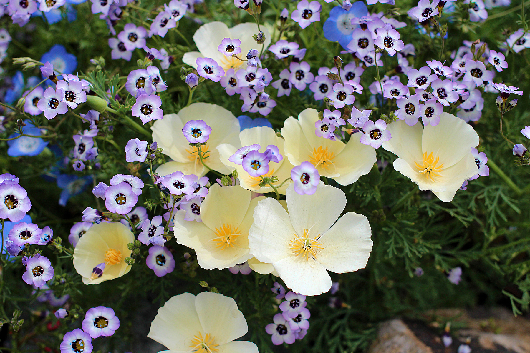 eschscholzia_alba_gilia_tricolor_nemophila_baby_blue_eyes_vignette.jpg