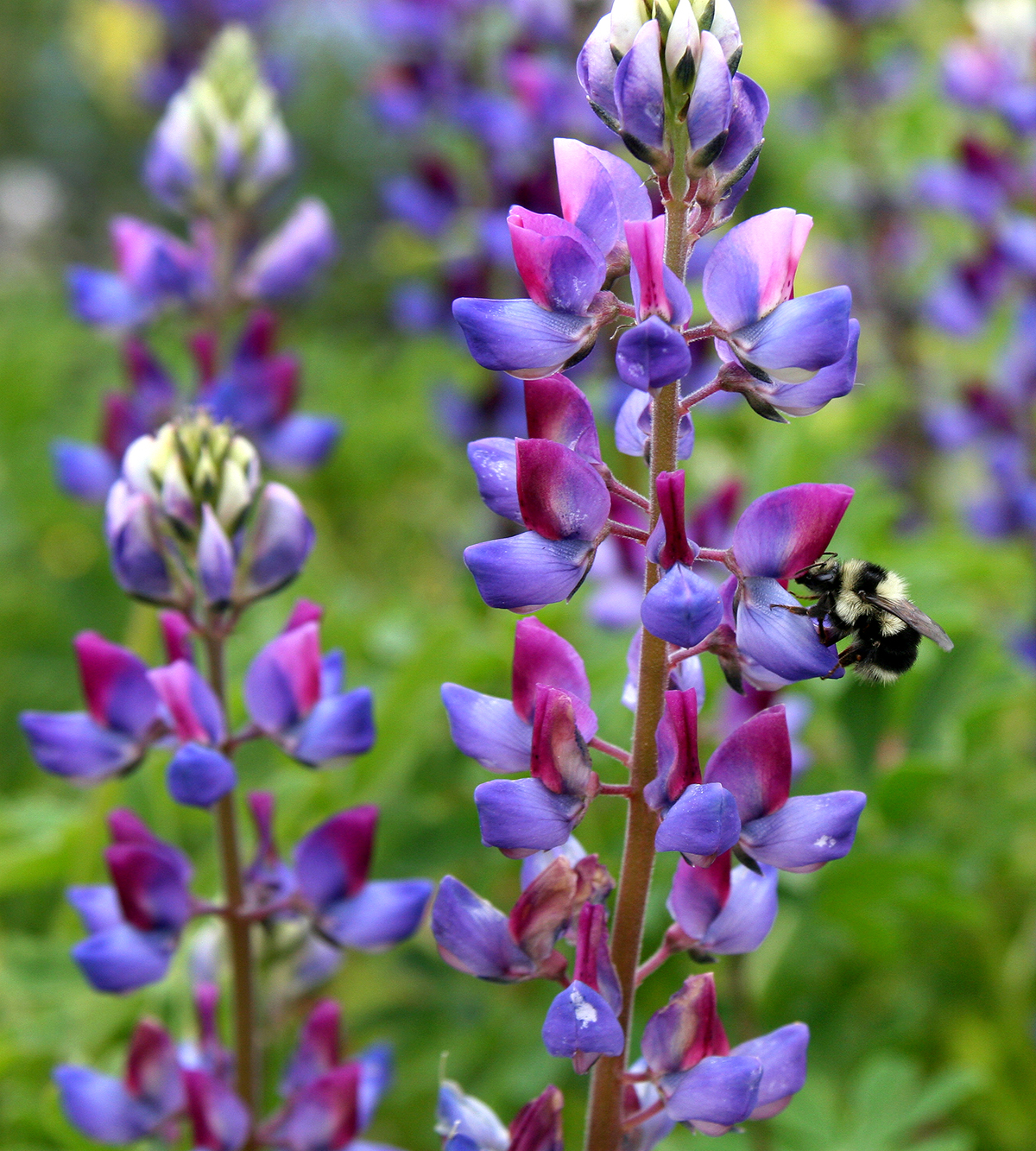 lupinus_succulentus_bee.jpg