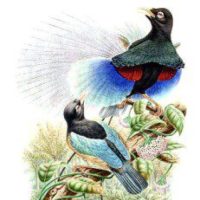 brianbirdwatching.wordpress.com