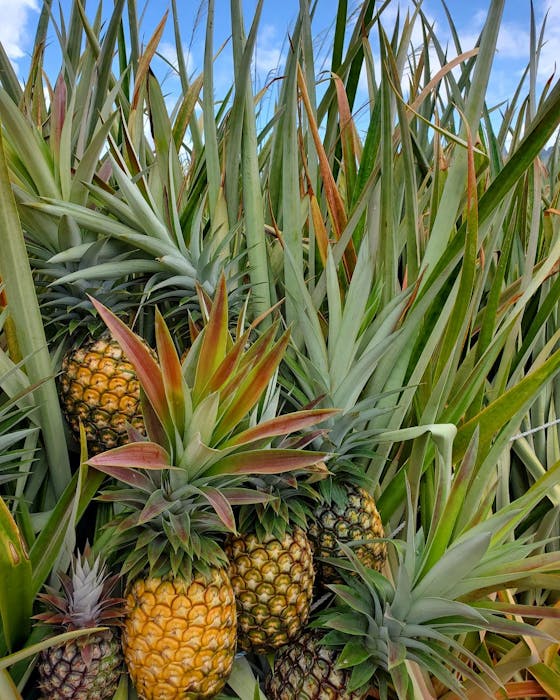 kauaisugarloaf.com