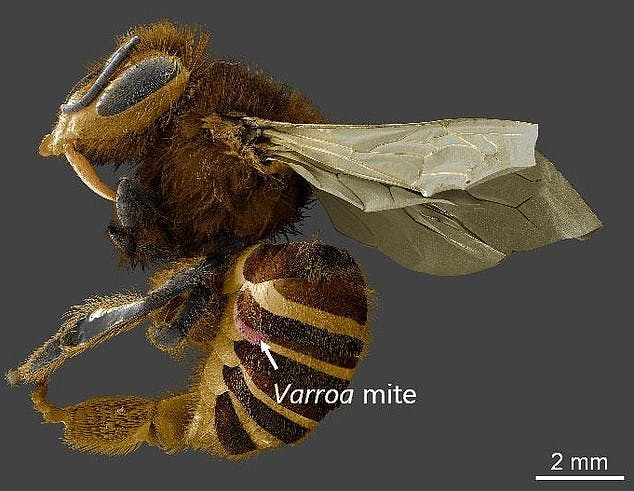 thislow-temperature-scanning-electron-microscope-image-shows-a-varroa-destructor-mite-attached-to-a.jpeg