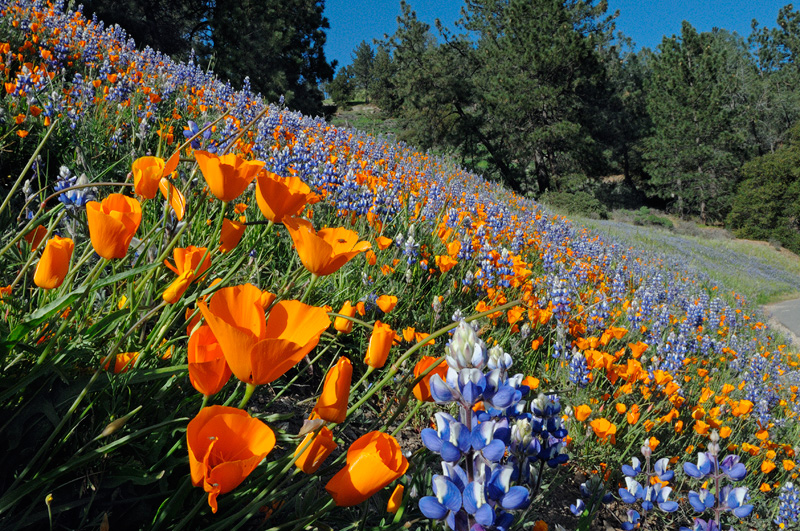 yellow-flowers-roadside-11-high-resolution-wallpaper.jpg