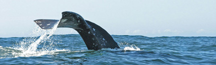 whale-watching-1.jpg