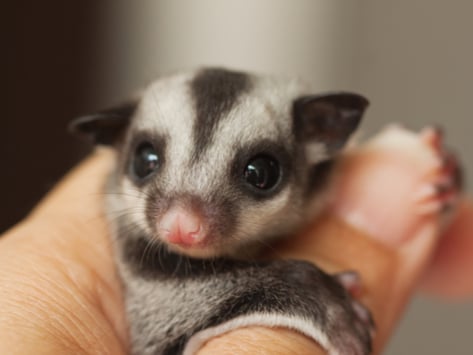 sugar%20glider%20in%20hand%20123694948.jpg